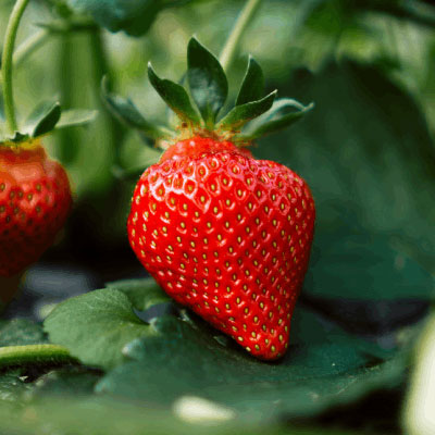 La plantation des fraisiers