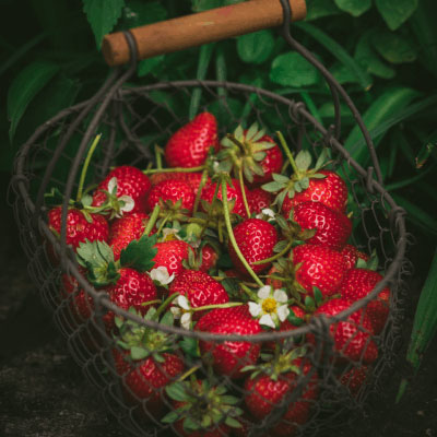 L'entretien des fraisiers 