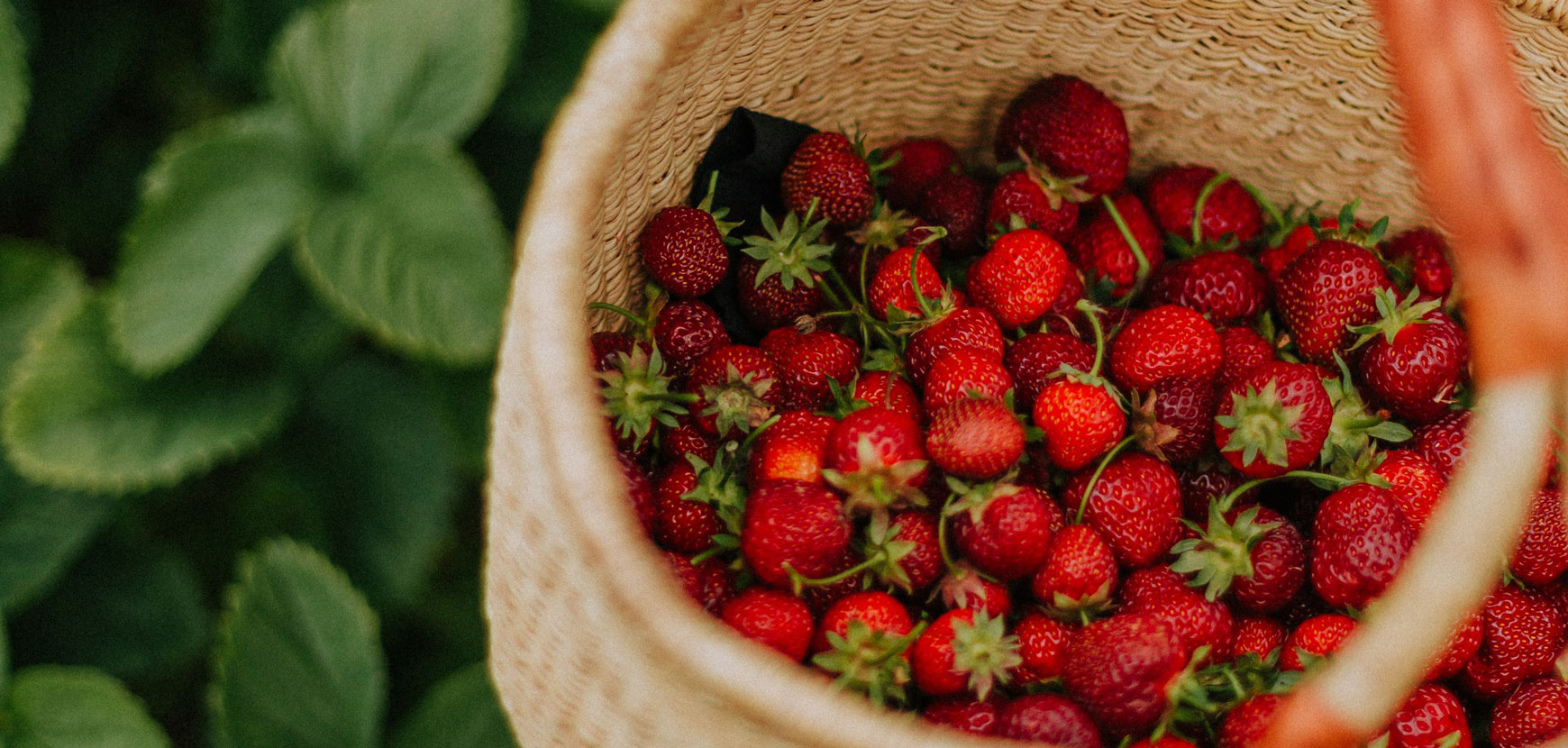 Fraisier : conseils de plantation, taille et entretien