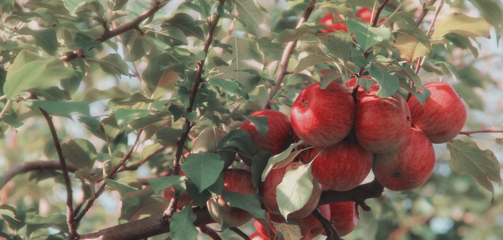 Arbres fruitiers : quelle forme choisir ?