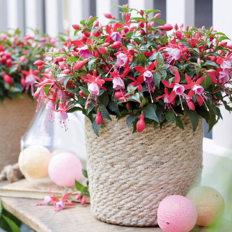https://www.meillandrichardier.com/media/wysiwyg/conseils-inspi/fuchsias/6857_fuchsia_compact_bella_port_droit_nikita-t1000.jpg