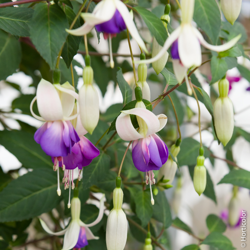 Comment planter et entretenir les fuchsias ?