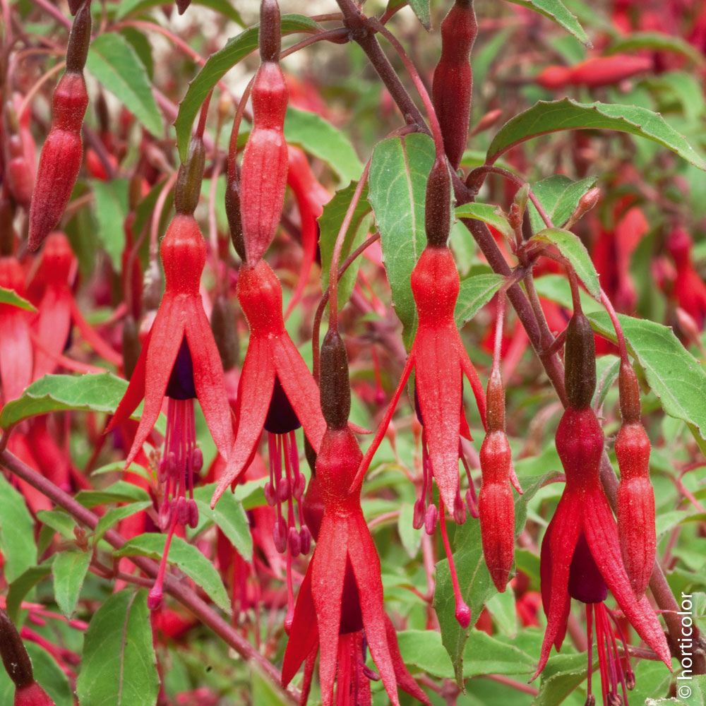 Mieux connaitre les fuchsias