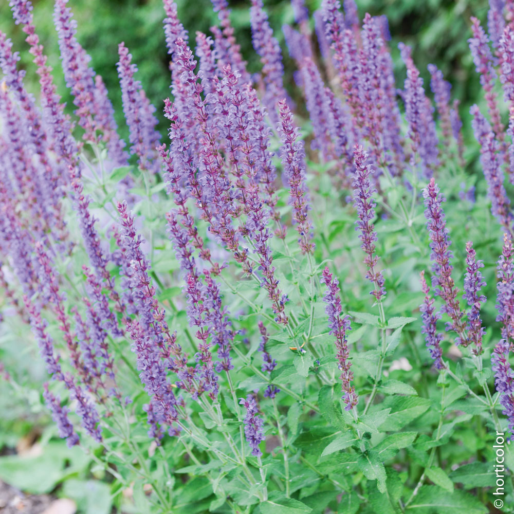 A quelles plantes associer les fuchsias ?