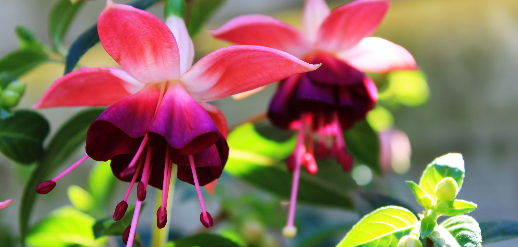 Fuchsia d’été : Conseils de plantation et entretien