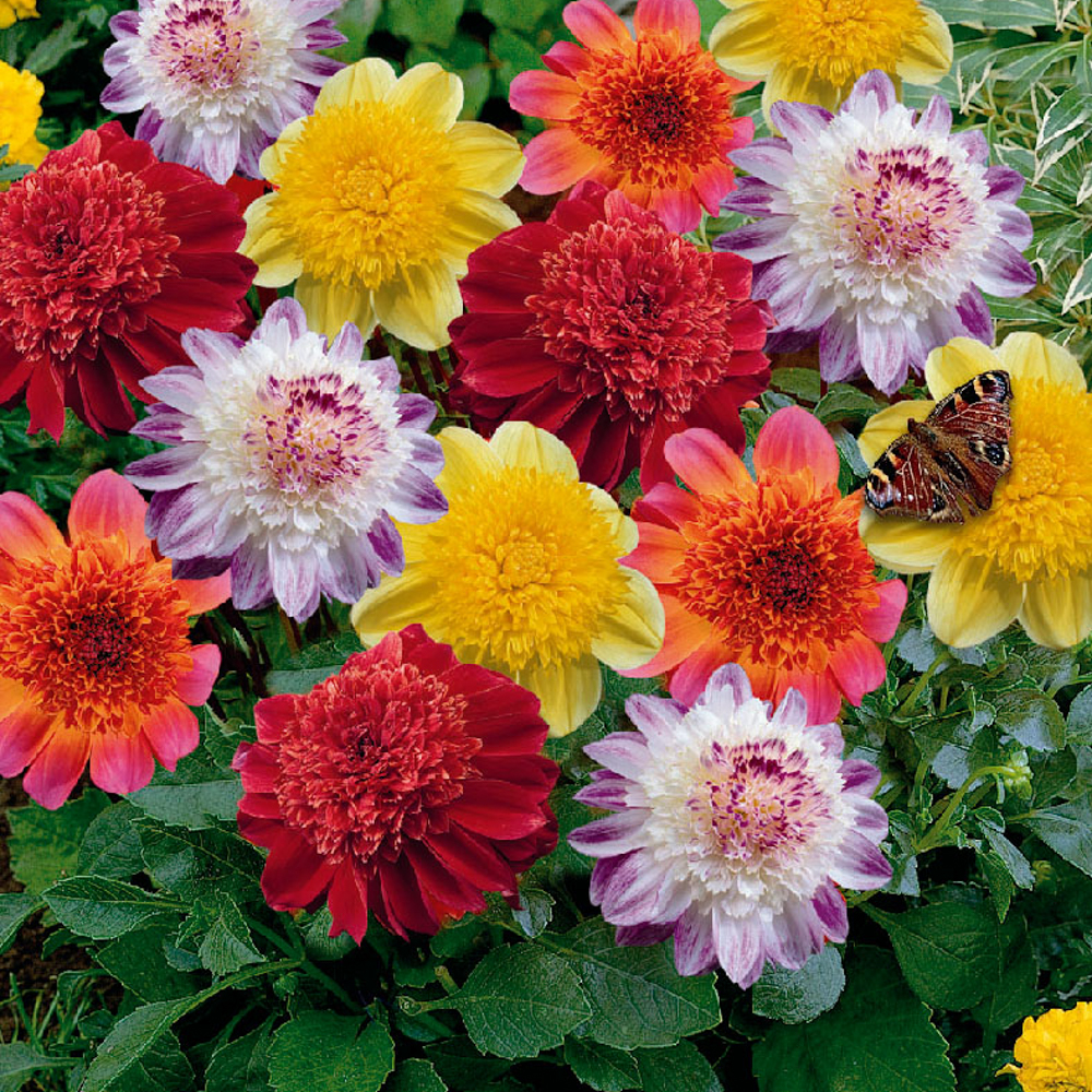 A quelles plantes les associer ?