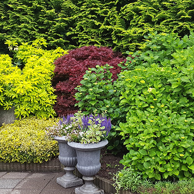 Profitez de nos haies prêtes-à-planter