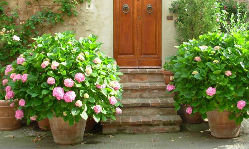 https://www.meillandrichardier.com/media/wysiwyg/conseils-inspi/hortensia/hortensia-pot.jpg