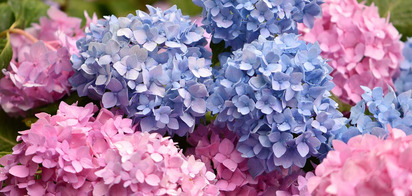 Hortensia : conseils de plantation