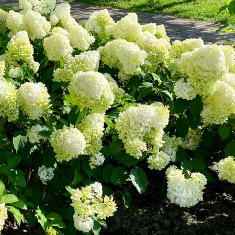 Où et quand planter l’hortensia ?