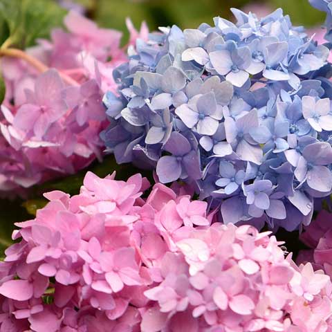 Comment planter un hortensia ?