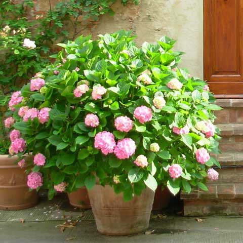 Comment planter un hortensia en pot ?