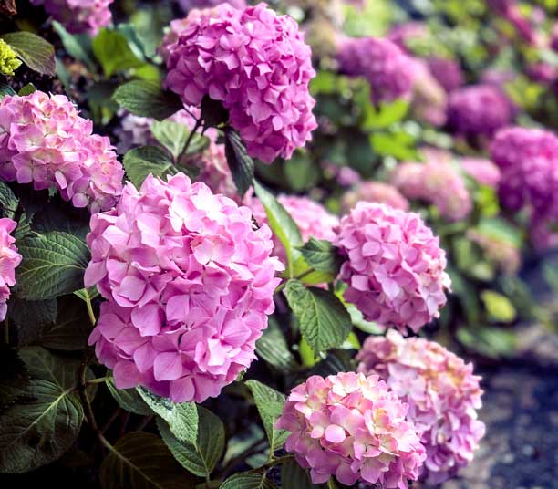 Hortensia rose