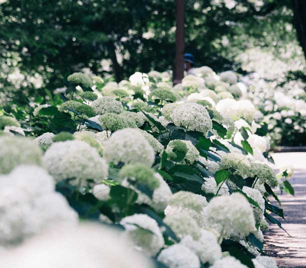 Hortensia blanc