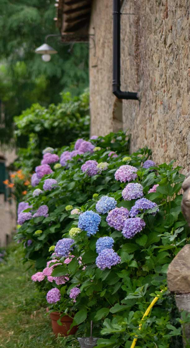 Hortensia campagne