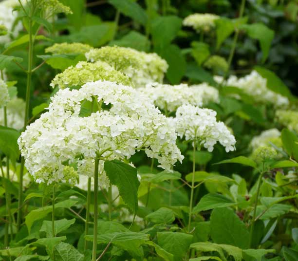 Hortensia Annabelle