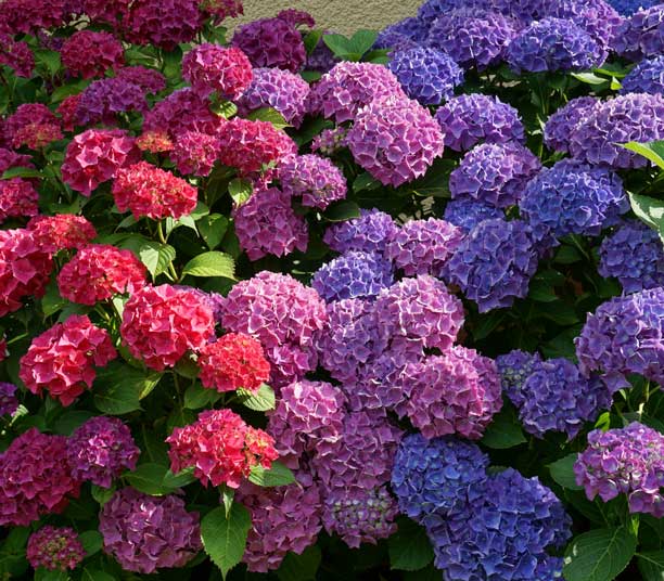 Hortensias colorés