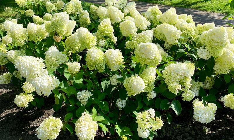 https://www.meillandrichardier.com/media/wysiwyg/conseils-inspi/hortensia/ouquandplanterhortensia.jpg