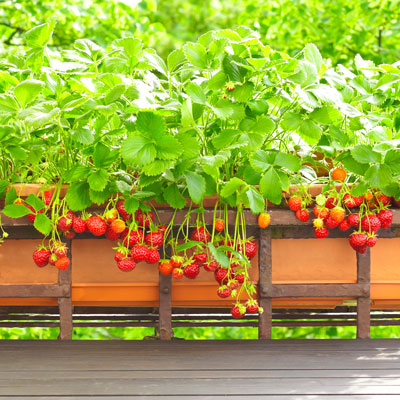 Créez facilement votre espace gourmand sur votre terrasse ou votre balcon