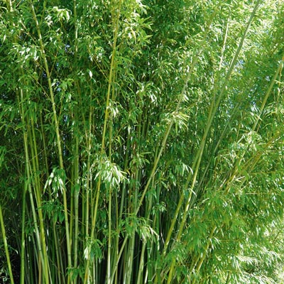 Top 5 des plantes incontournables