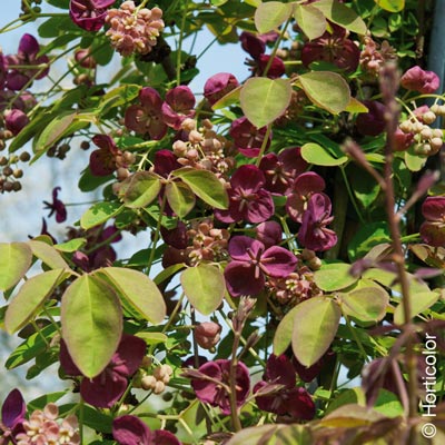 Top 5 des plantes grimpantes