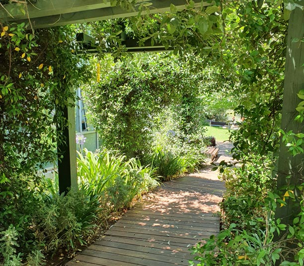 Pergola grimpante