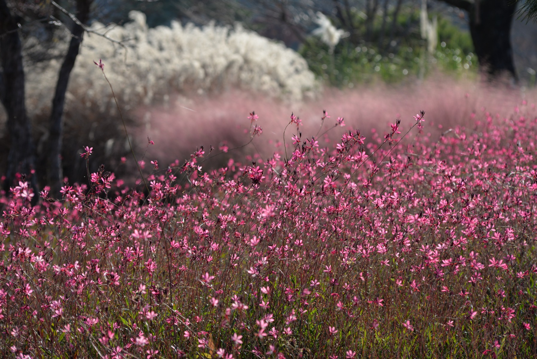 Gaura rose