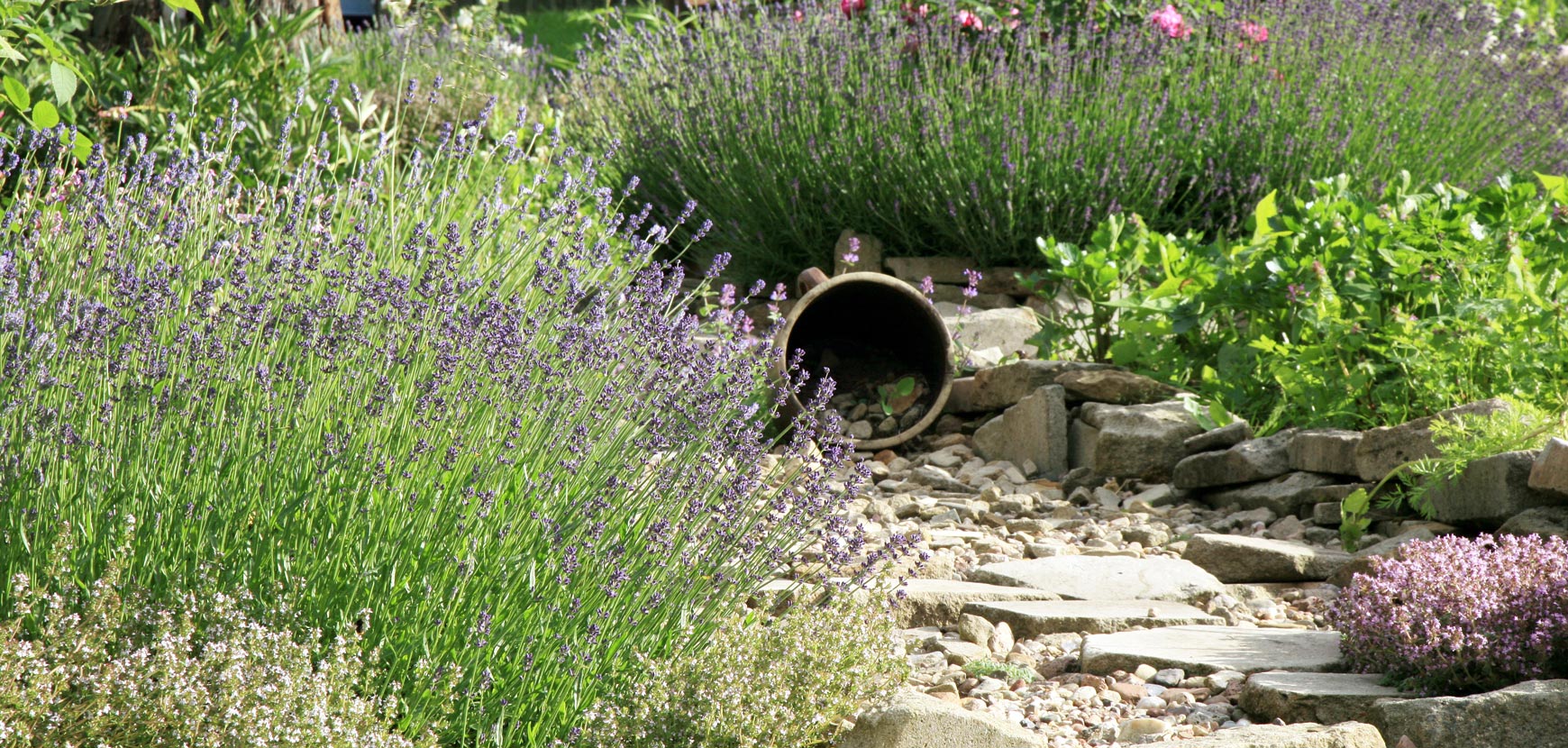 Tendance « Xeriscaping », nos conseils pour réussir son jardin résistant à la sécheresse