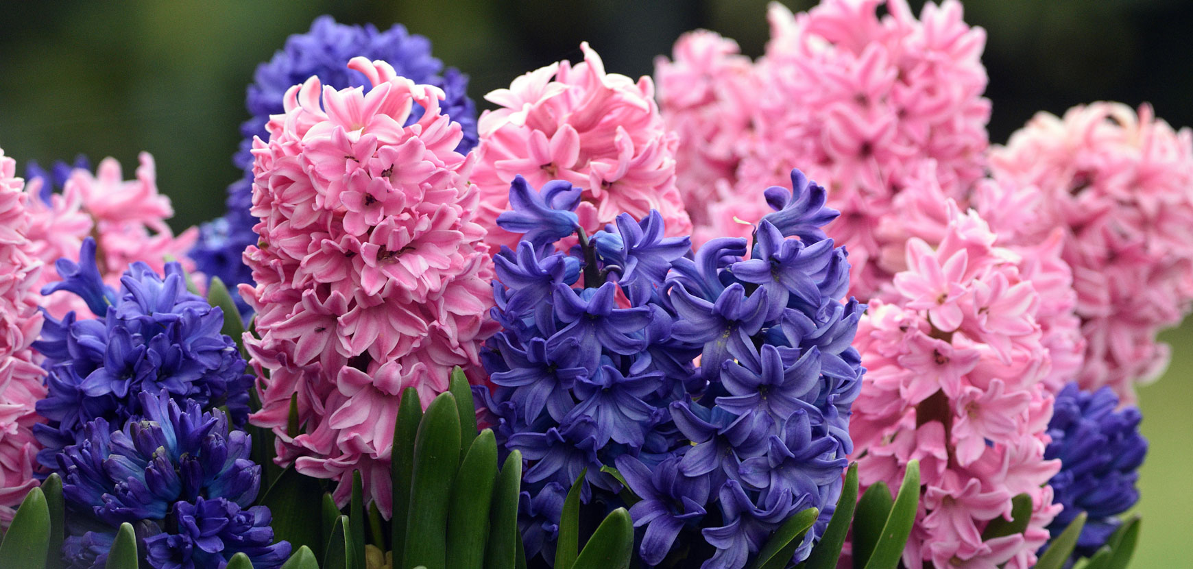 Jacinthes, narcisses, tulipes Pour avoir des fleurs cet hiver, il faut  forcer les bulbes dès maintenant