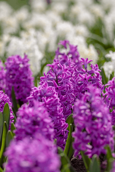 40 Jacinthes en mélange Extra à planter Bulbe Fleur