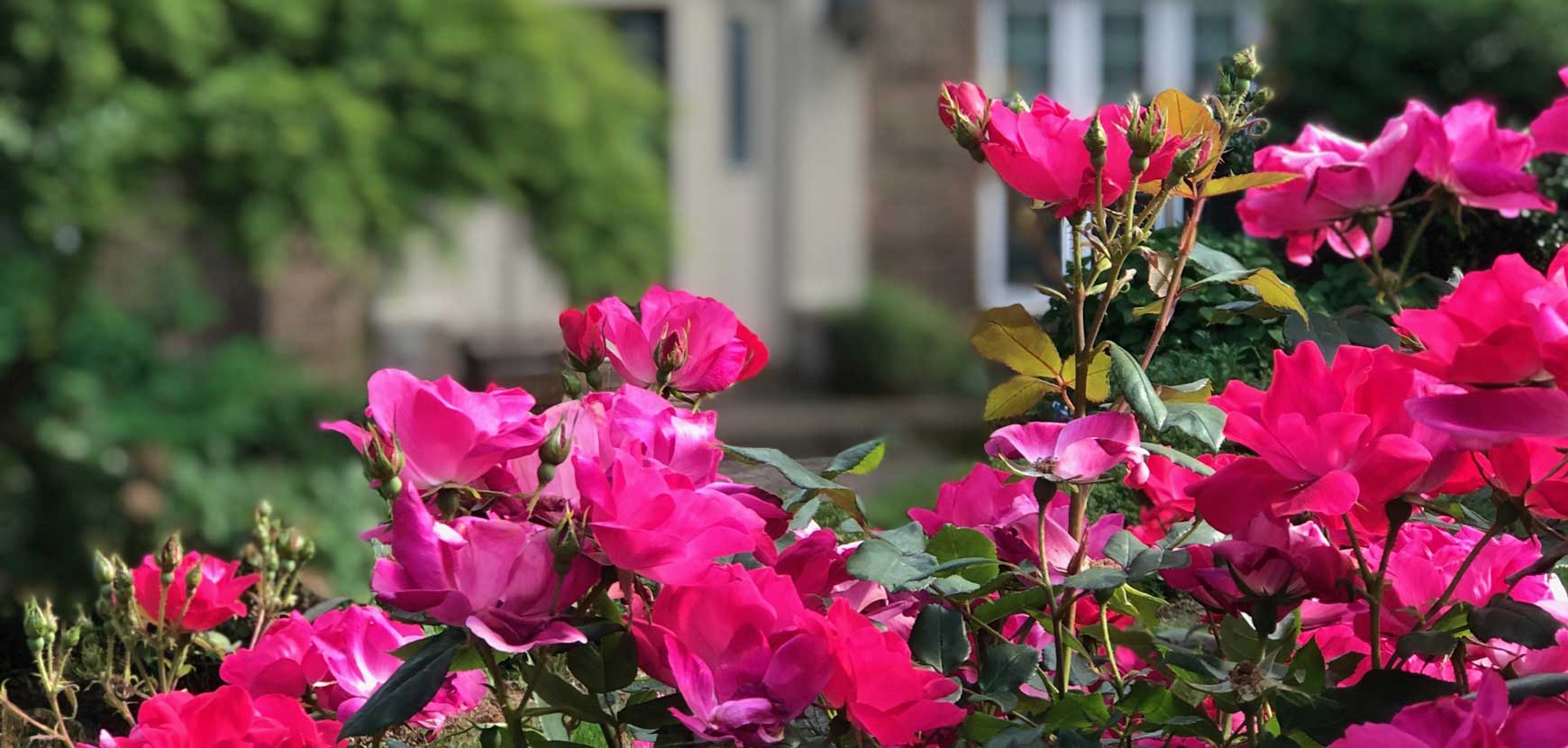 Je souhaite un jardin...