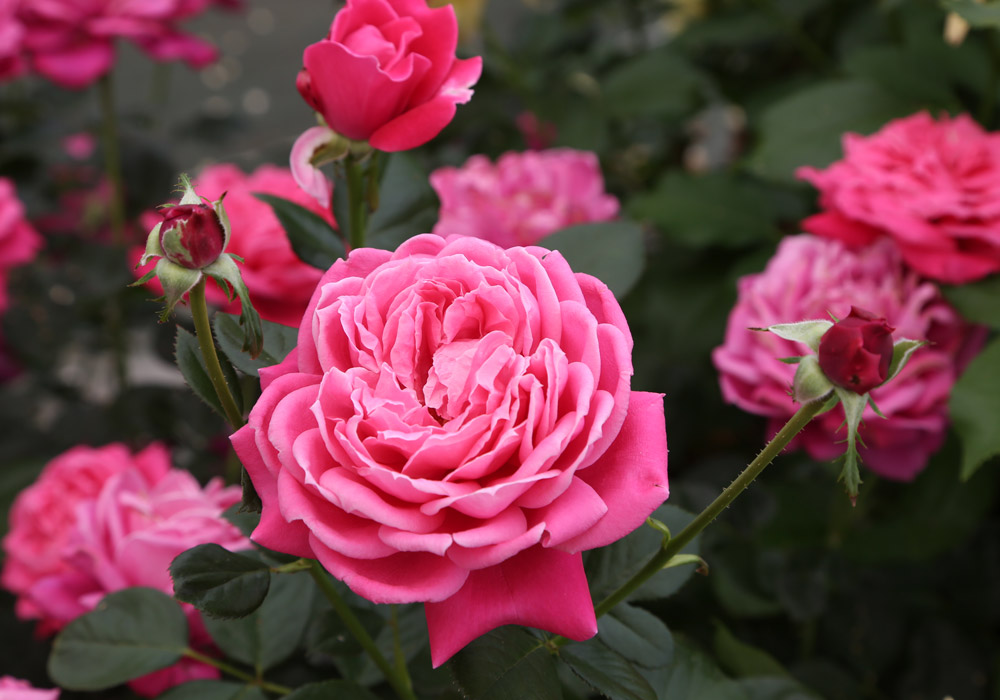 Découvrez les fleurs pour sublimer votre jardin