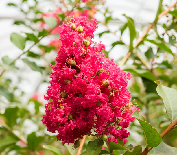 Lagerstroemia Petite Red ou Lilas des Indes