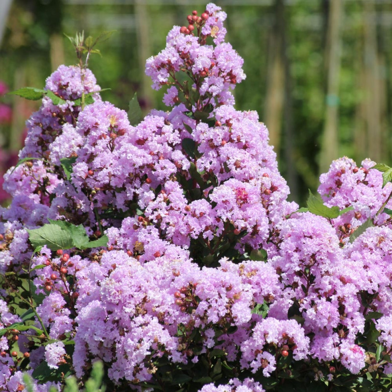 Comment planter le Lagerstroemia