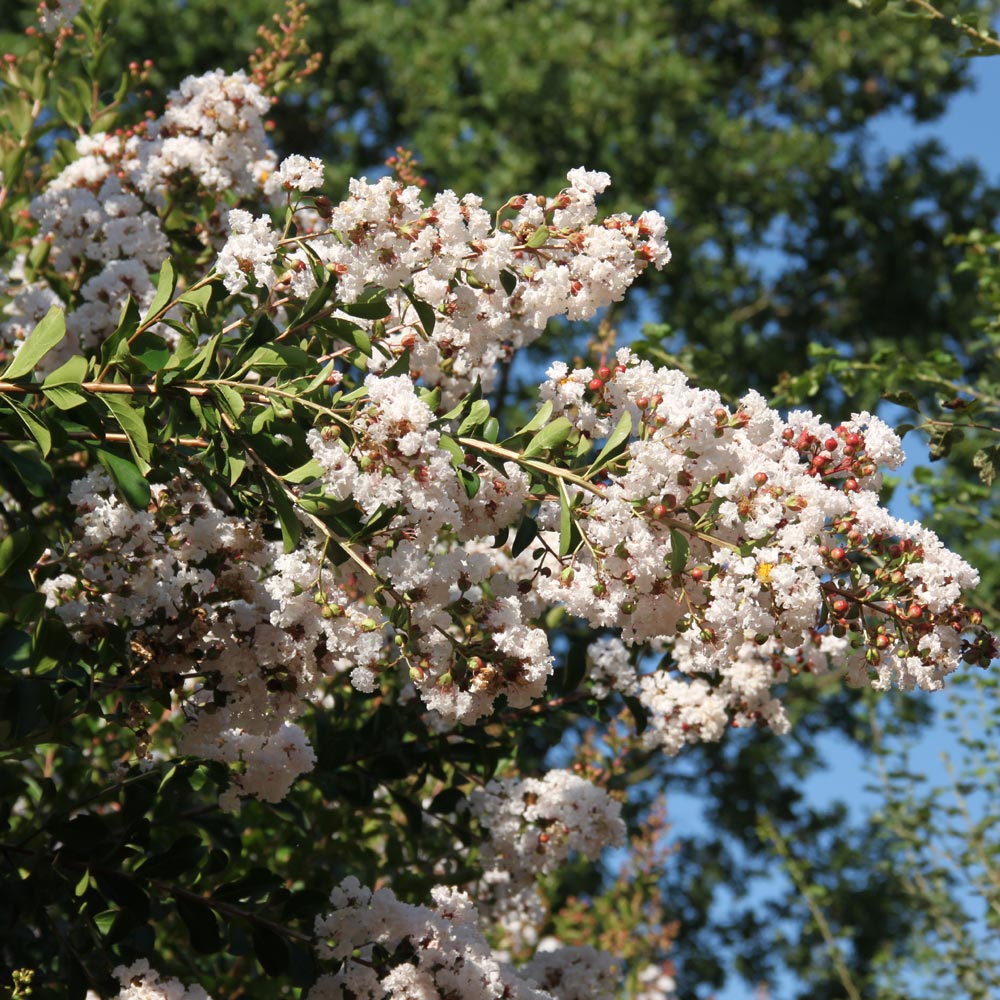 Lagerstroemia INDIYA CHARMS ® NEIGE D&apos;ETE ® ou lilas des Indes blanc