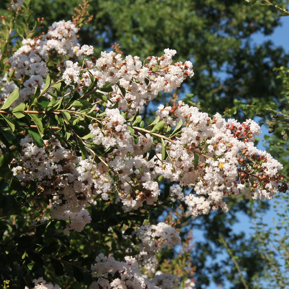 Connaître le Lagerstroemia