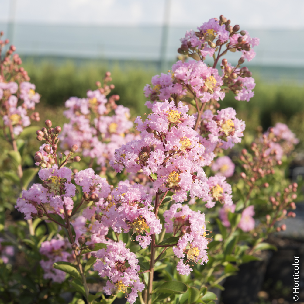 Lagerstroemia indica ou lilas des Indes rose Thé