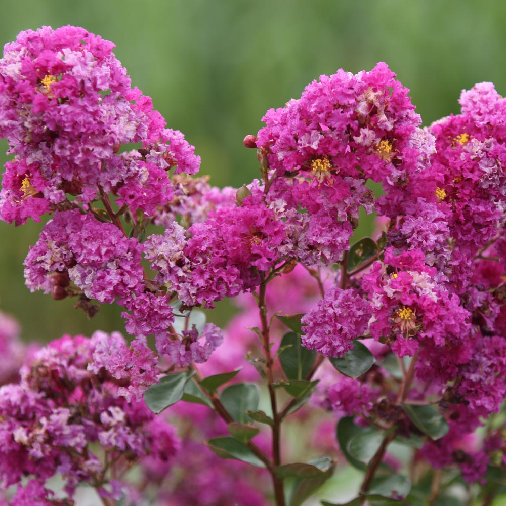 Comment entretenir le Lagerstroemia