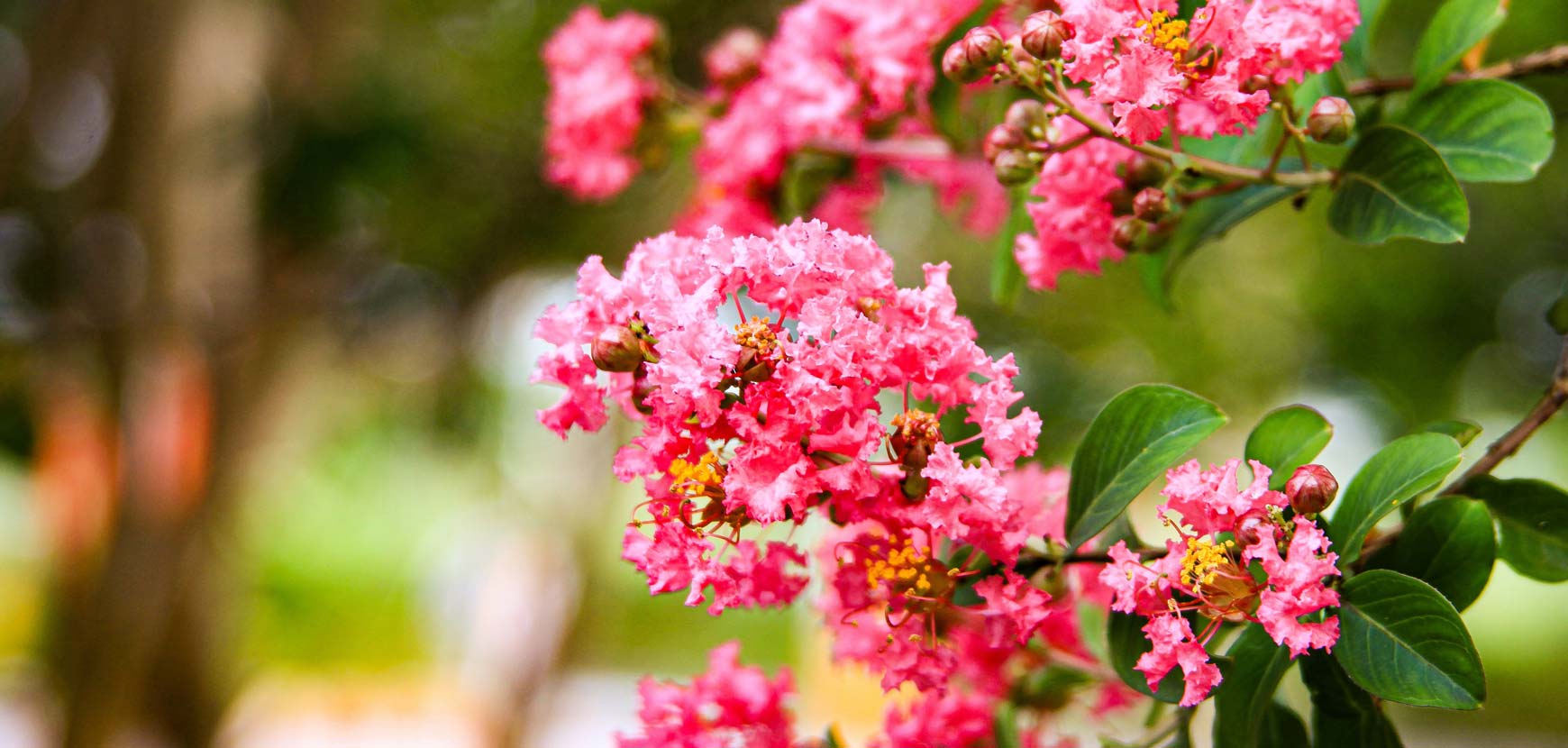 Lagerstroemia (Lilas des Indes) : Conseils de plantation, taille et entretien