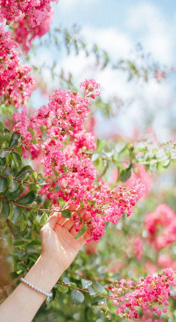 Lagerstroemia rose