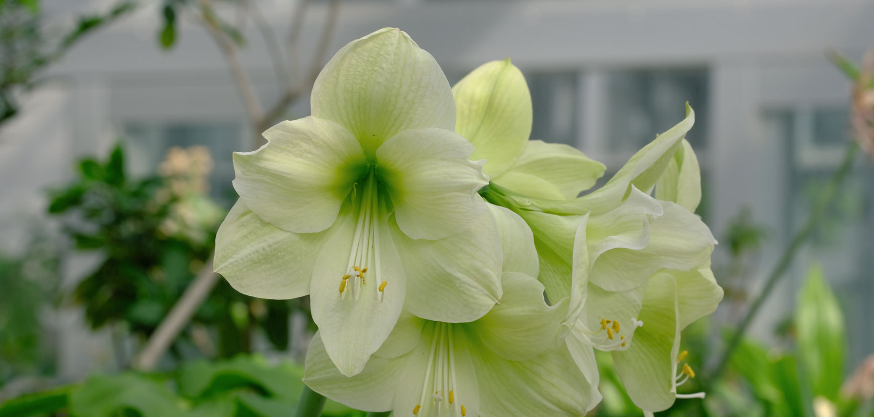 Créez une ambiance spectaculaire avec des plantes retombantes en balco