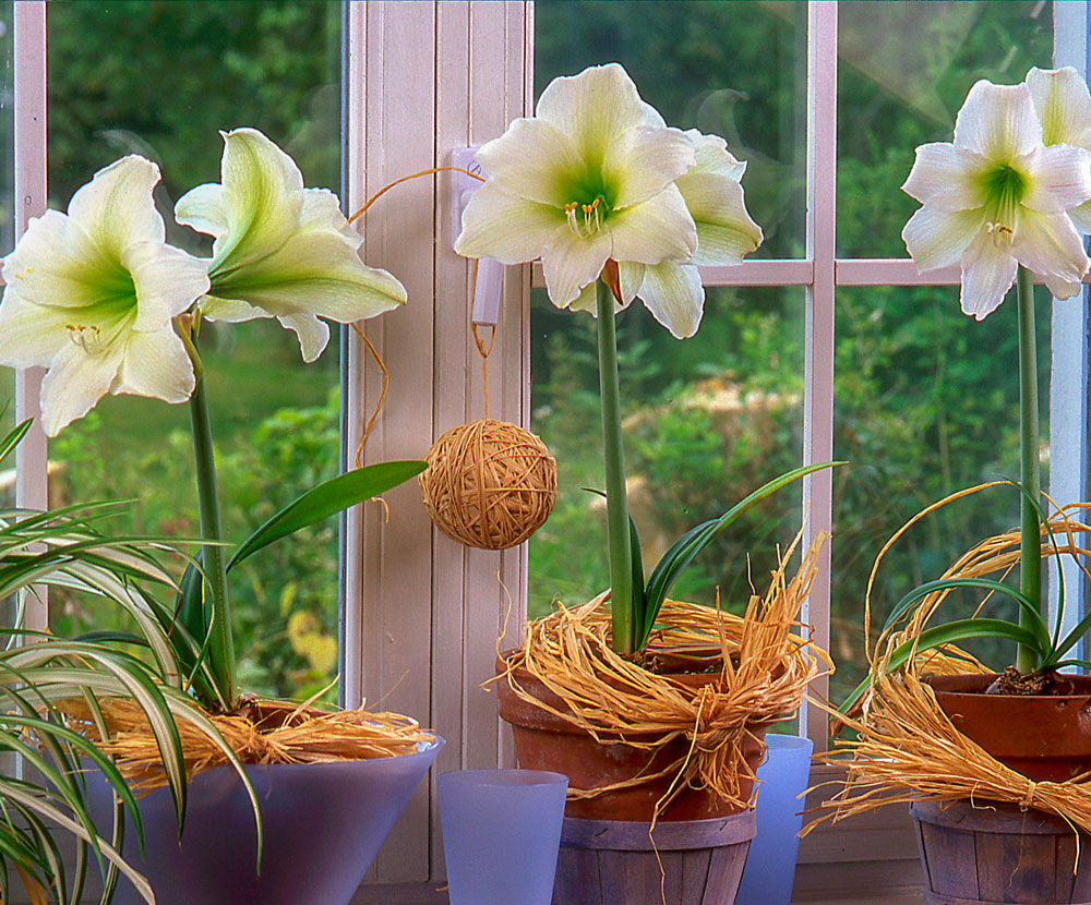 https://www.meillandrichardier.com/media/wysiwyg/conseils-inspi/landing-amaryllis/illu11.jpg