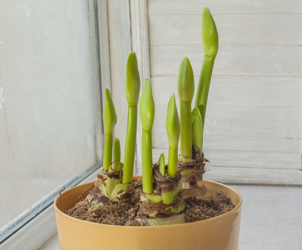 https://www.meillandrichardier.com/media/wysiwyg/conseils-inspi/landing-amaryllis/illu2.jpg