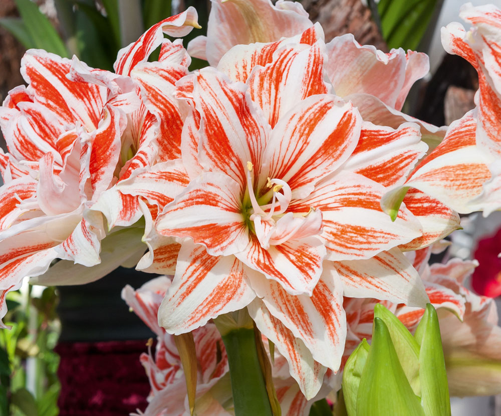 https://www.meillandrichardier.com/media/wysiwyg/conseils-inspi/landing-amaryllis/illu3.jpg