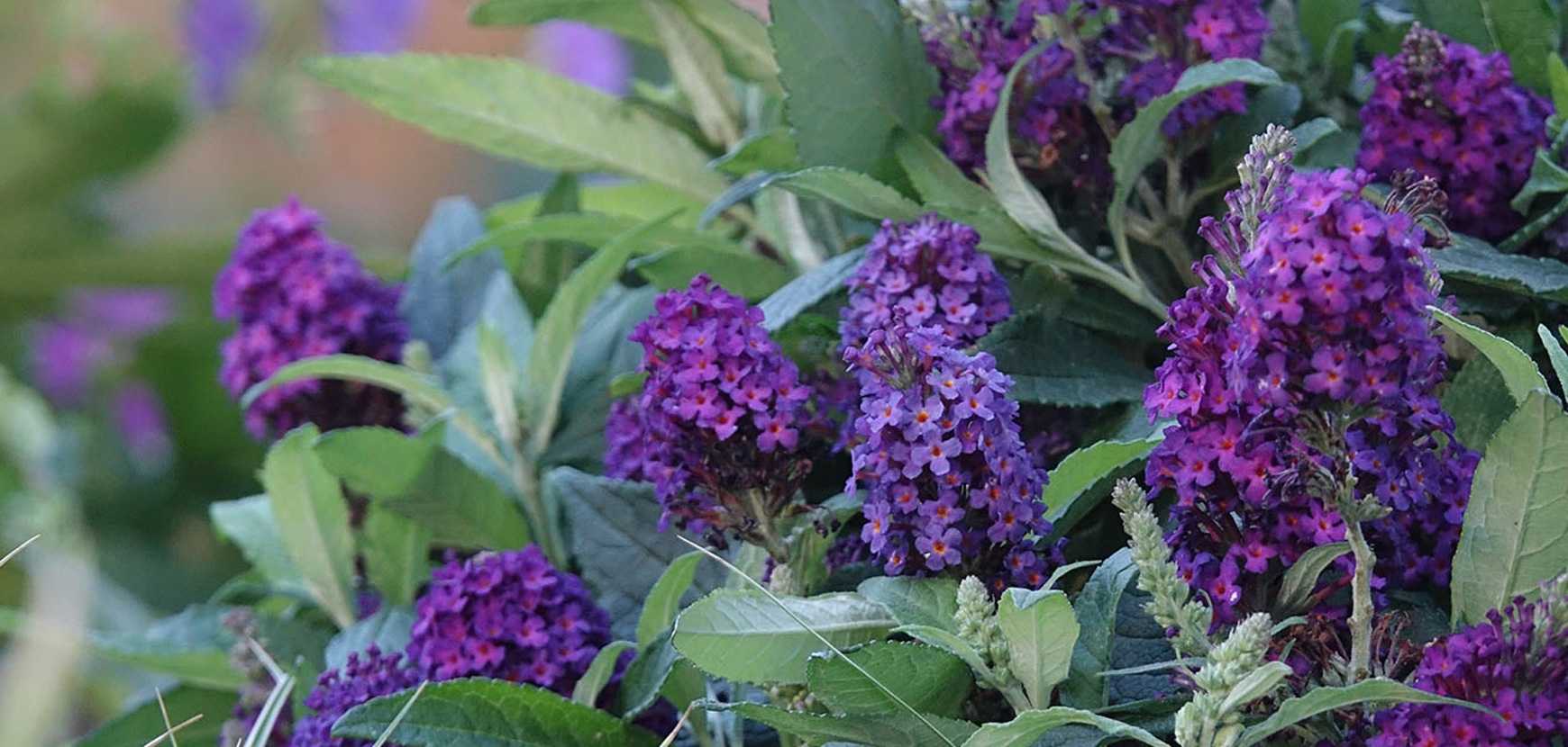 3 mini buddleias pour un maxi effet dans vos extérieurs !