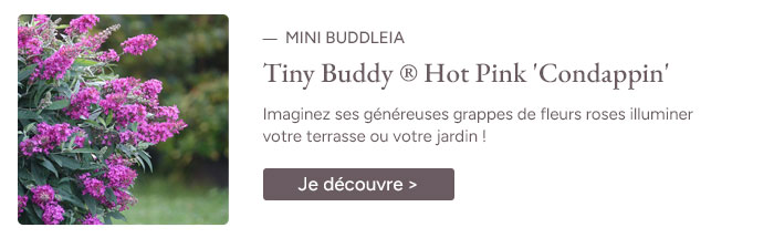 Mini Buddleia Davidii Tiny Buddy® Hot Pink 