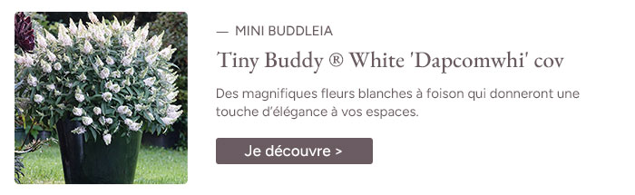 Mini Buddleia Davidii Tiny Buddy® White 