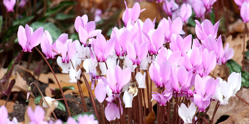 https://www.meillandrichardier.com/media/wysiwyg/conseils-inspi/landing-bulbes/Cyclamen-illu.jpg
