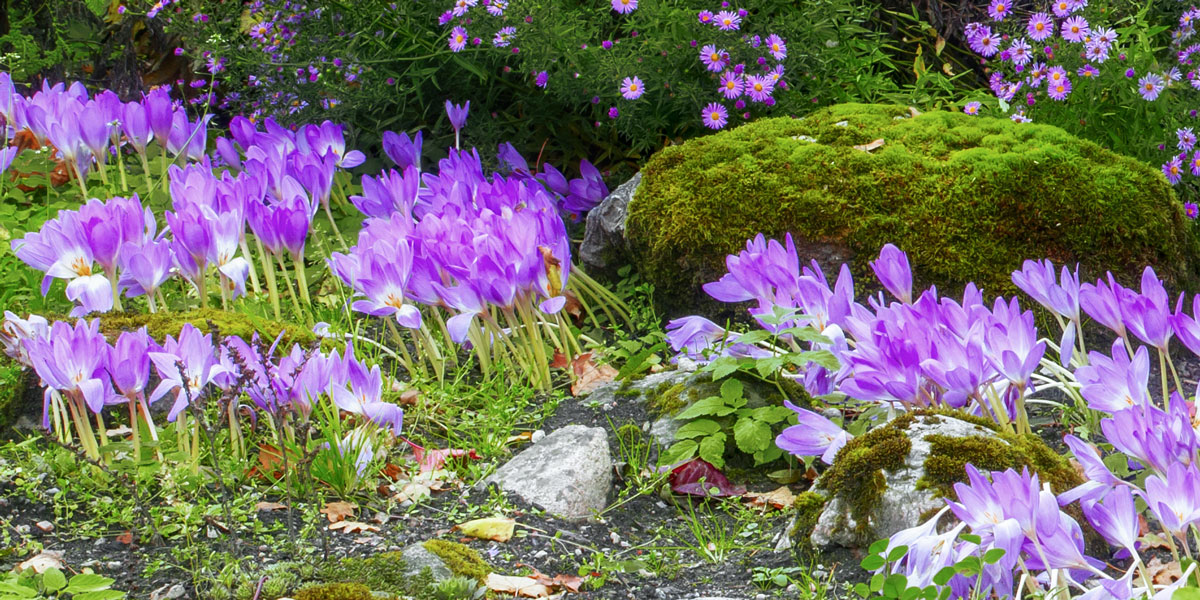 Crocus automne