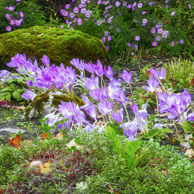 Découvrir les bulbes d'été à floraison d'automne